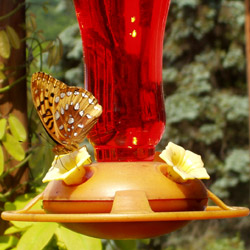 Humming Bird feeder